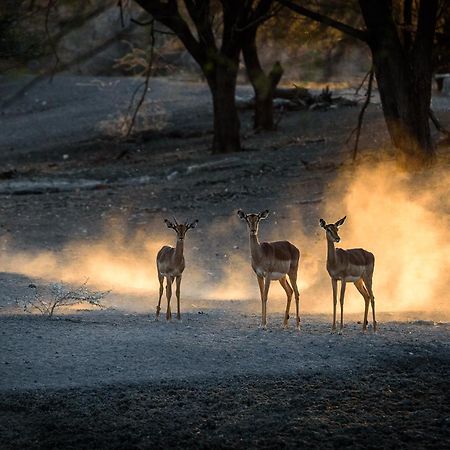 Gabus Safari Lodge Otavi 외부 사진