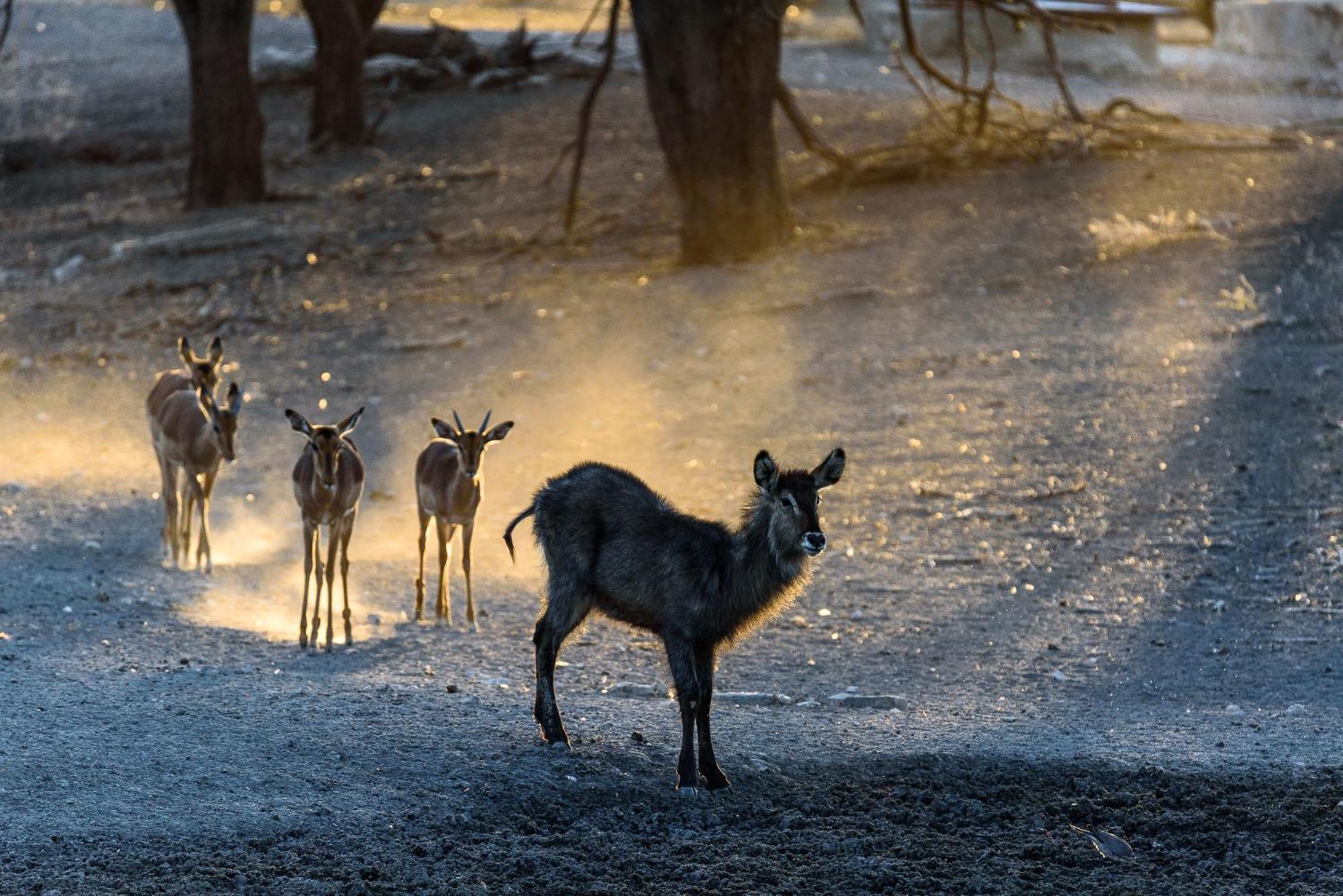 Gabus Safari Lodge Otavi 외부 사진