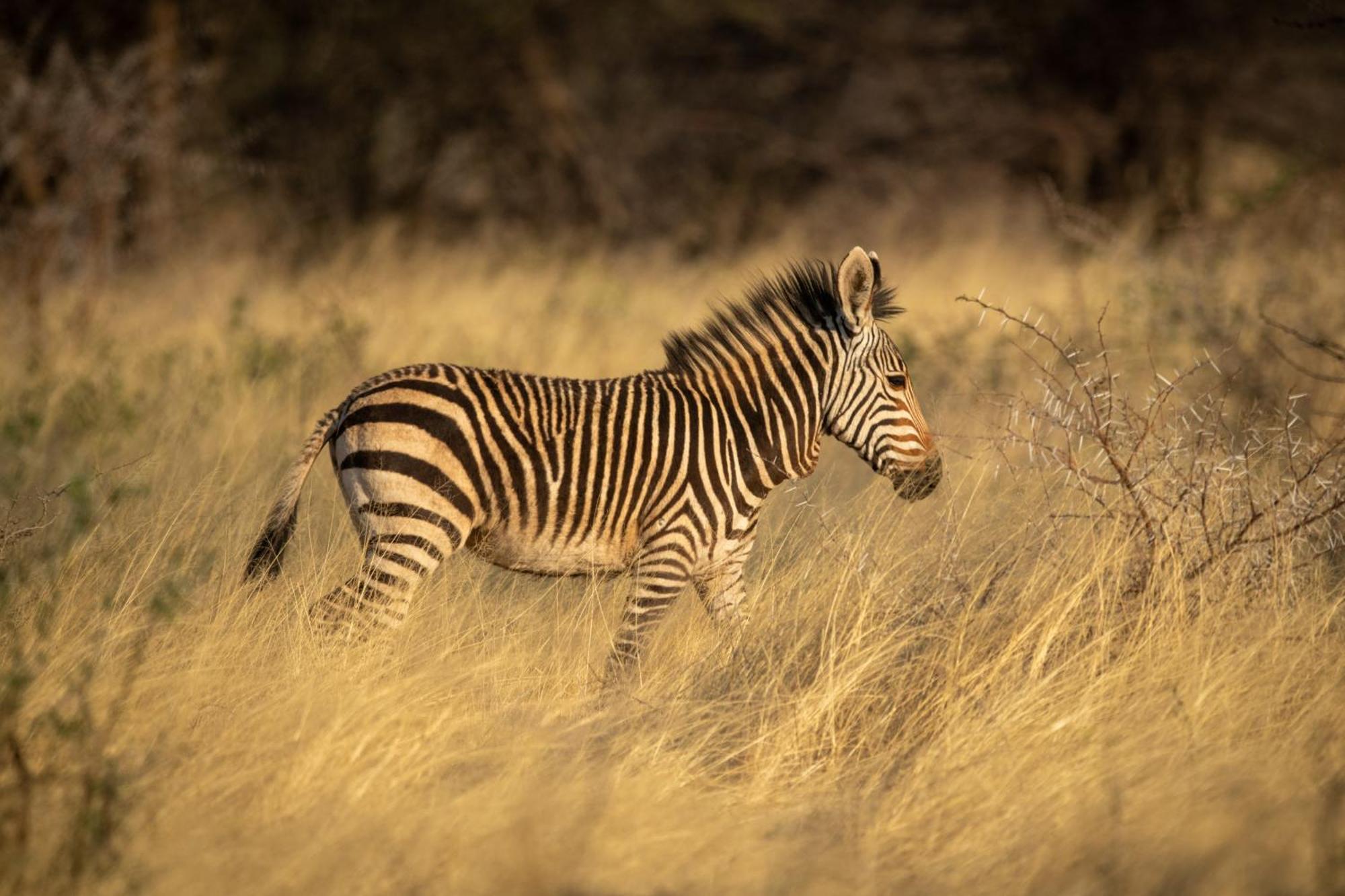 Gabus Safari Lodge Otavi 외부 사진