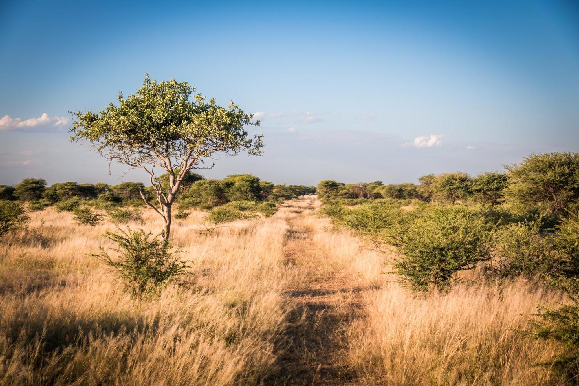 Gabus Safari Lodge Otavi 외부 사진